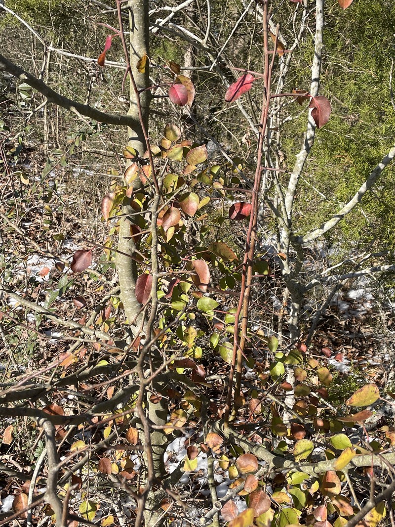Pyrus calleryana var. calleryana