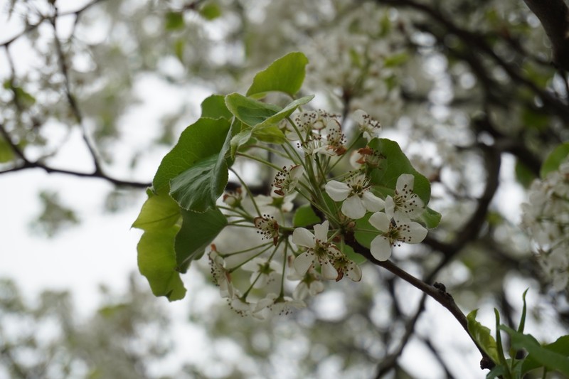 Pyrus calleryana var. calleryana photo 2