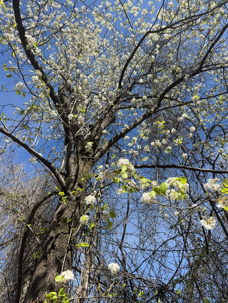Pyrus calleryana var. calleryana photo 3