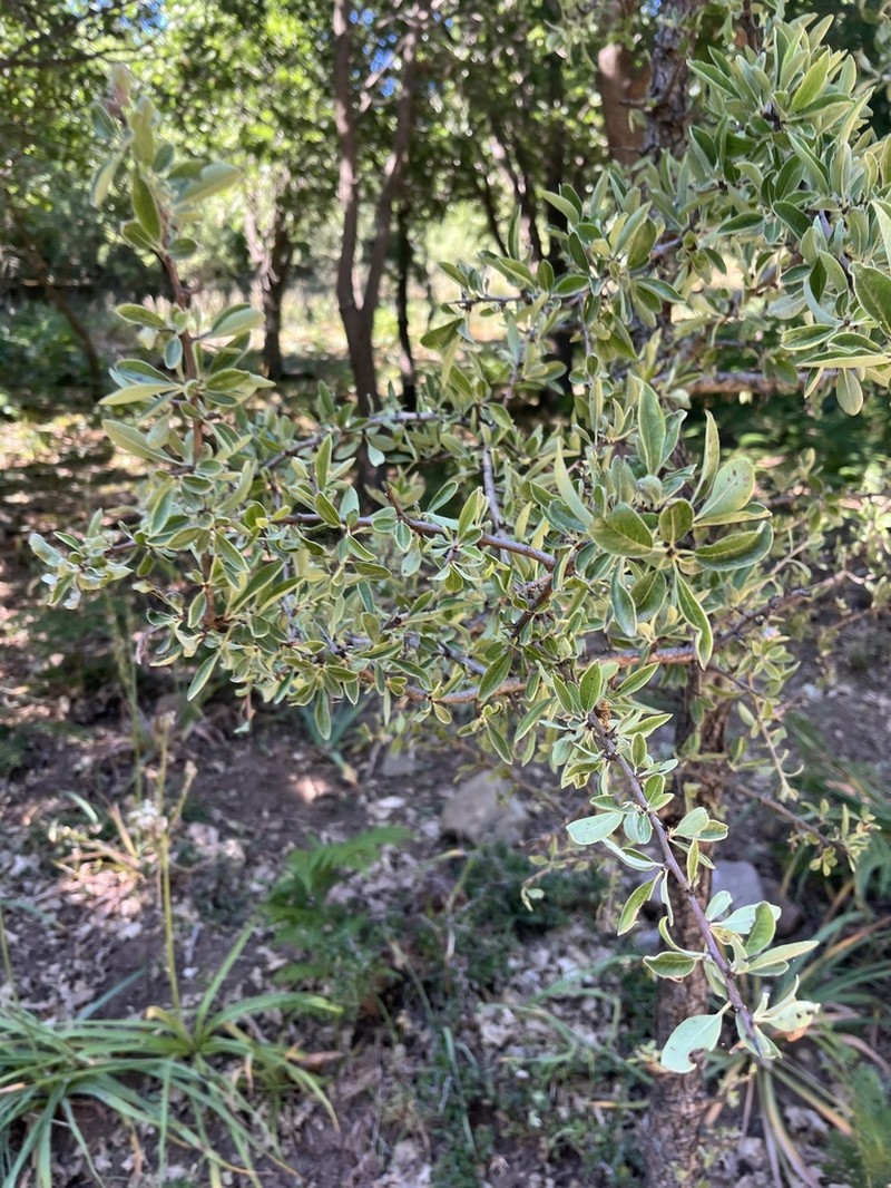 Pyrus castribonensis photo 2