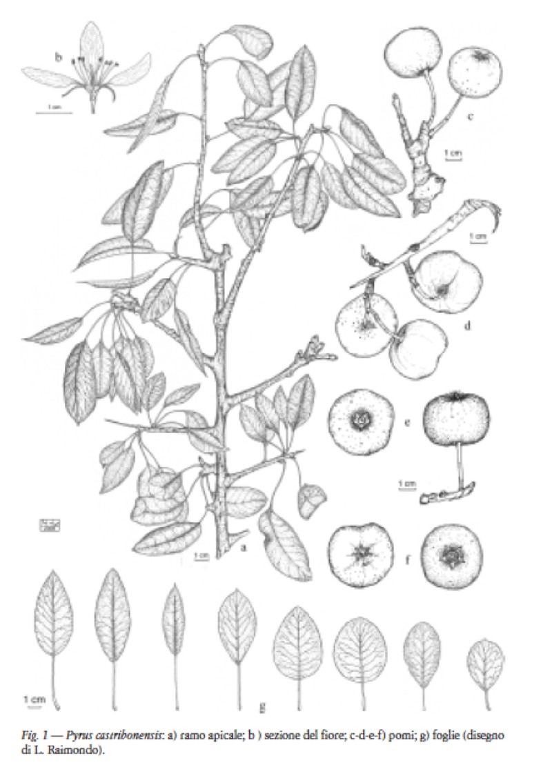 Pyrus castribonensis