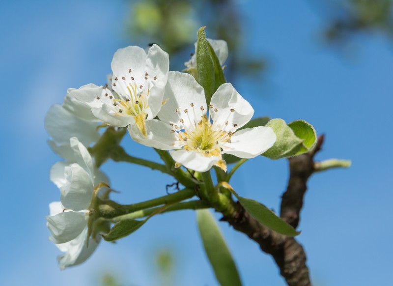 Common Pear photo 3