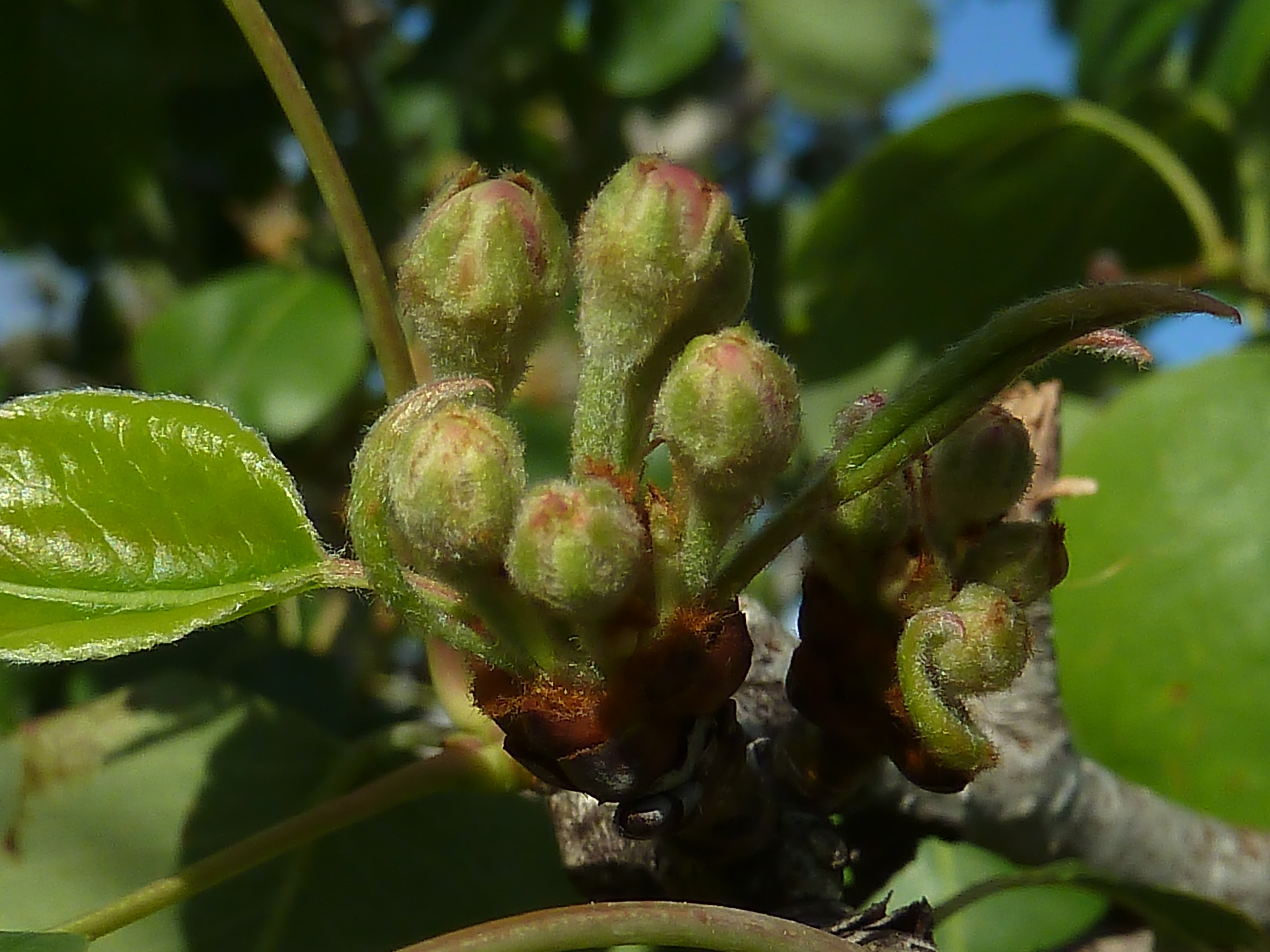 Common Pear photo 5