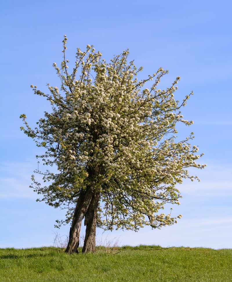 Common Pear photo 2