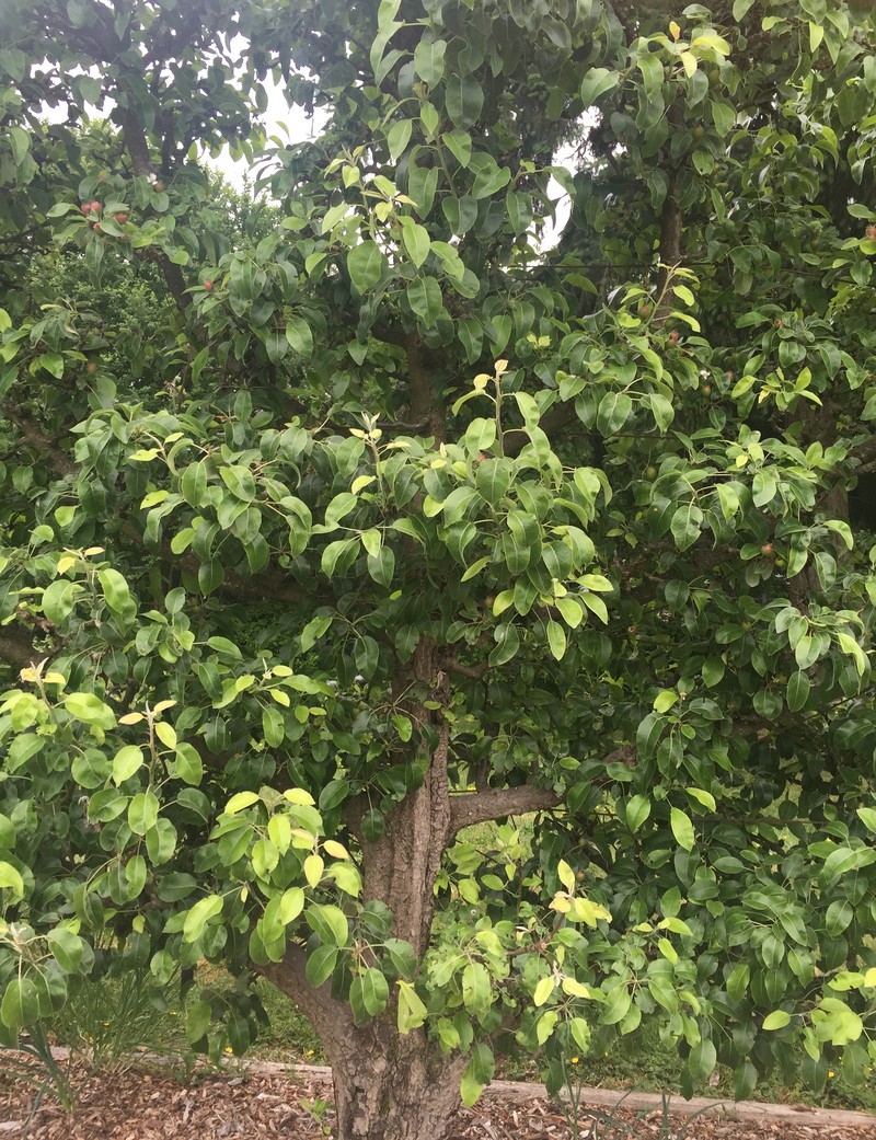 Common Pear photo 6