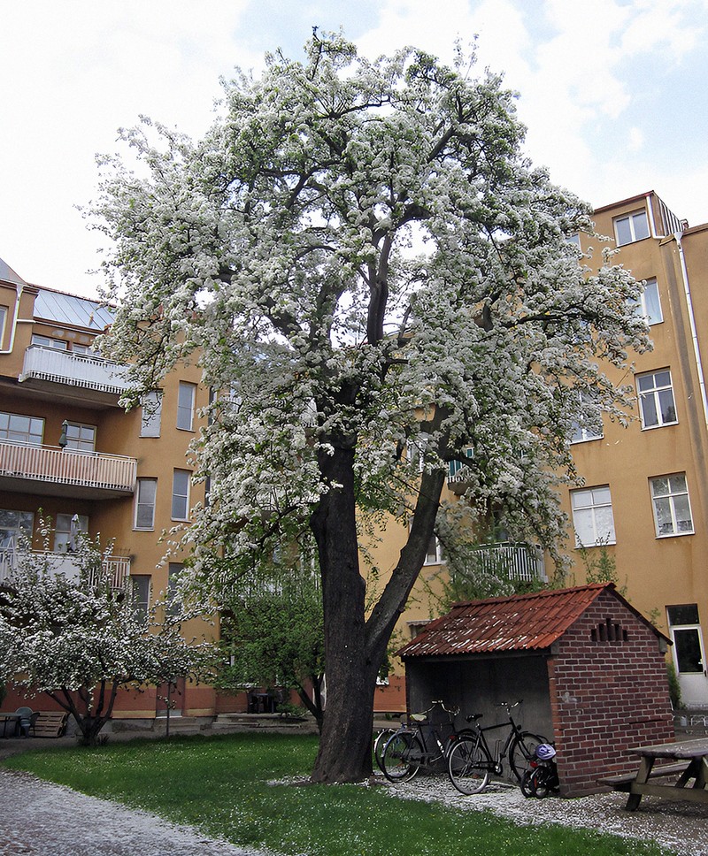 Common Pear photo 8