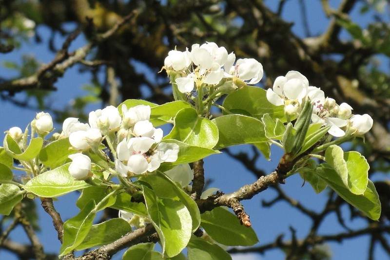 Pyrus communis subsp. communis
