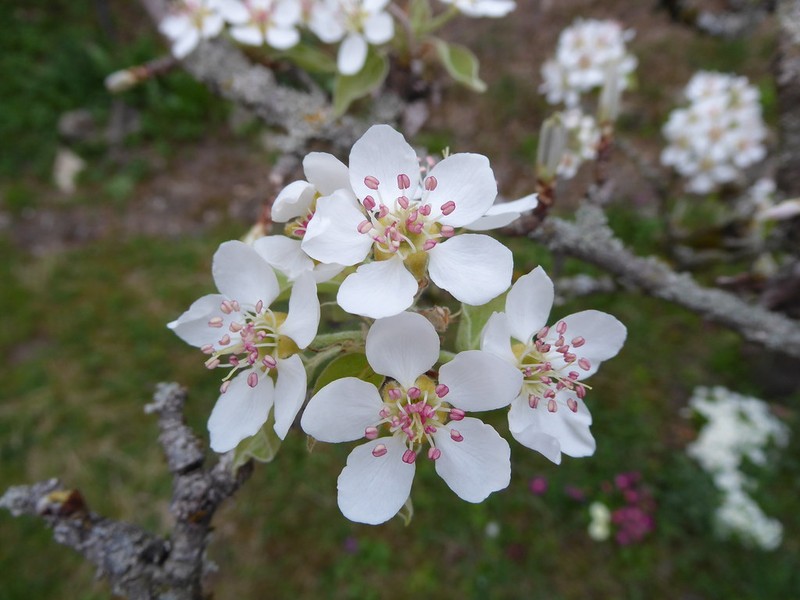 Pyrus communis subsp. communis photo 2