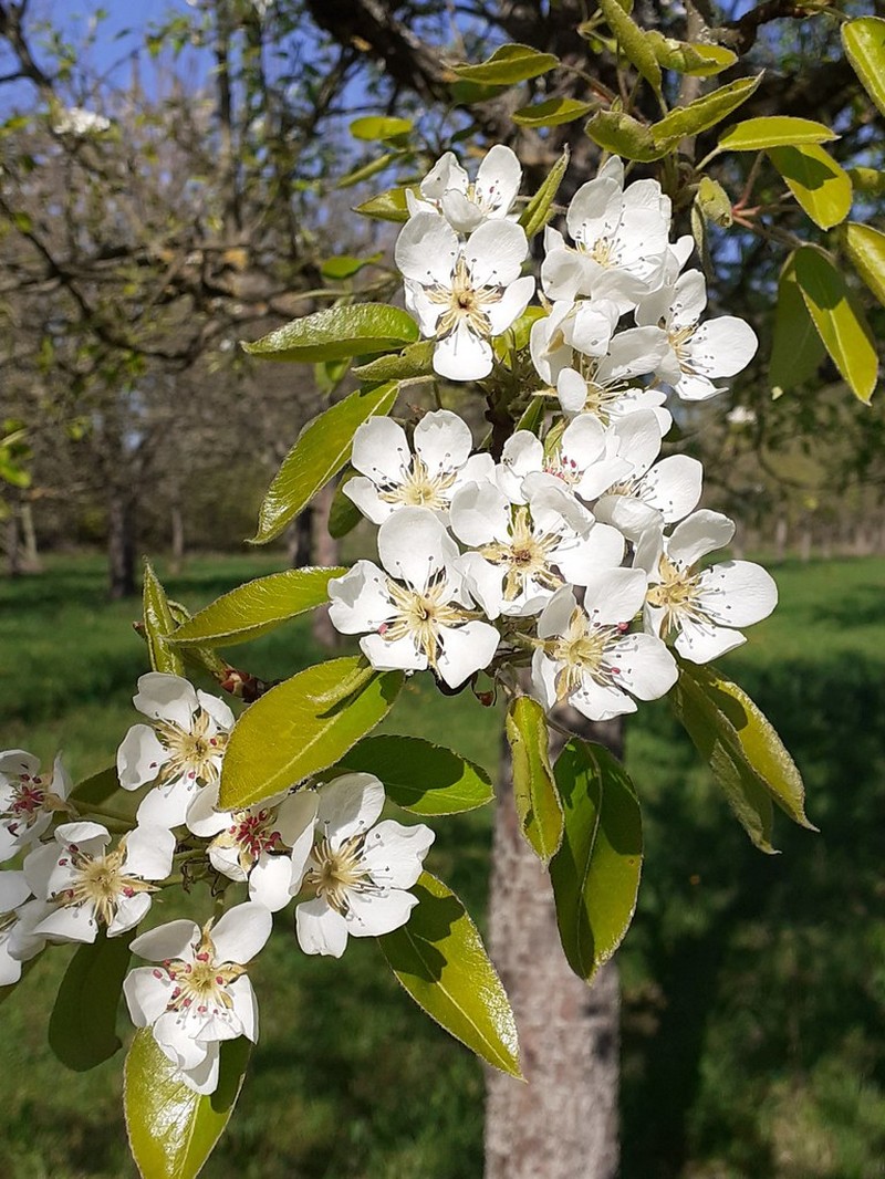 Pyrus communis subsp. communis photo 3