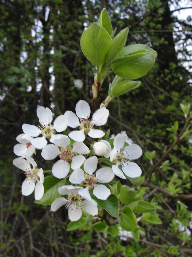 Pyrus communis subsp. communis photo 4