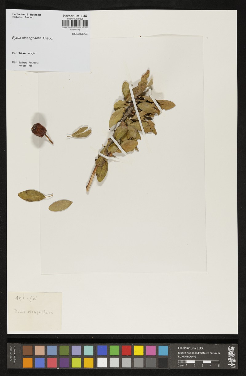 Pyrus elaeagrifolia subsp. elaeagrifolia