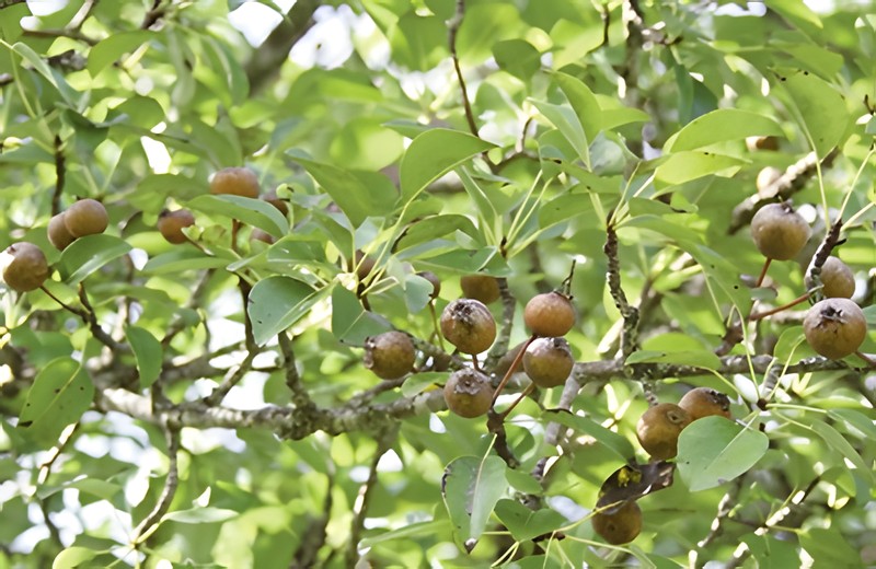 Pyrus pedrottiana