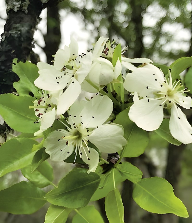 Pyrus pedrottiana photo 2