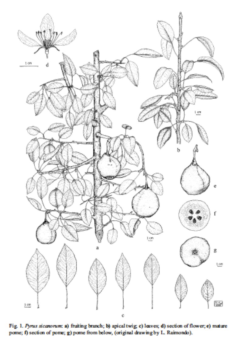 Pyrus sicanorum