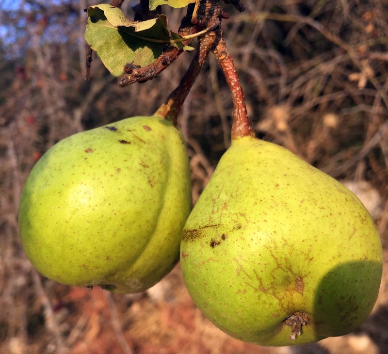 Pyrus sicanorum photo 2