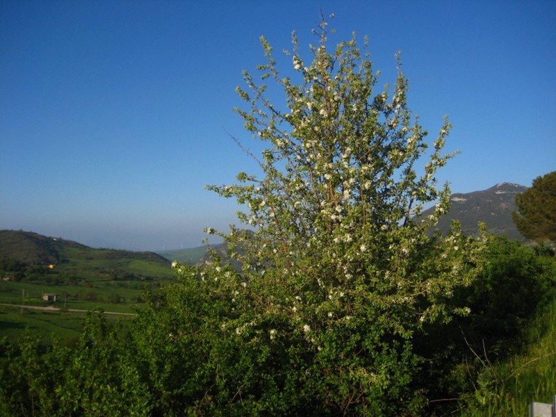 Pyrus sicanorum photo 3
