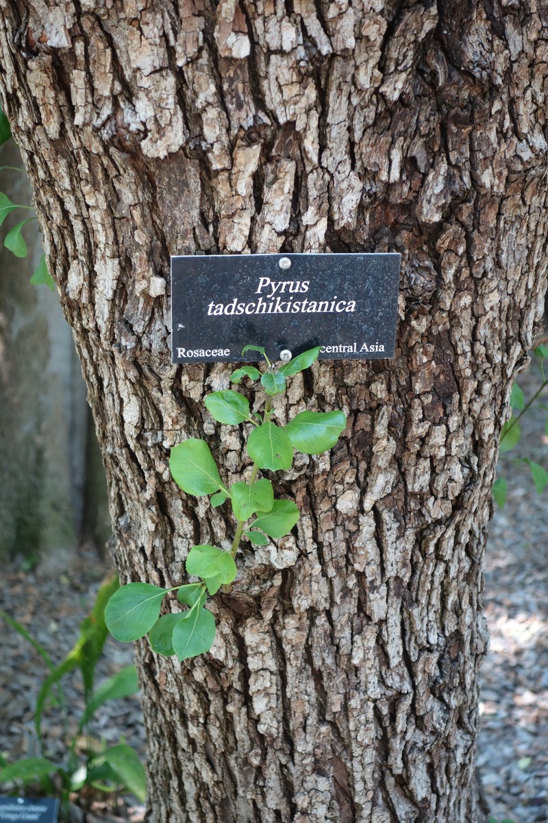 Pyrus tadshikistanica