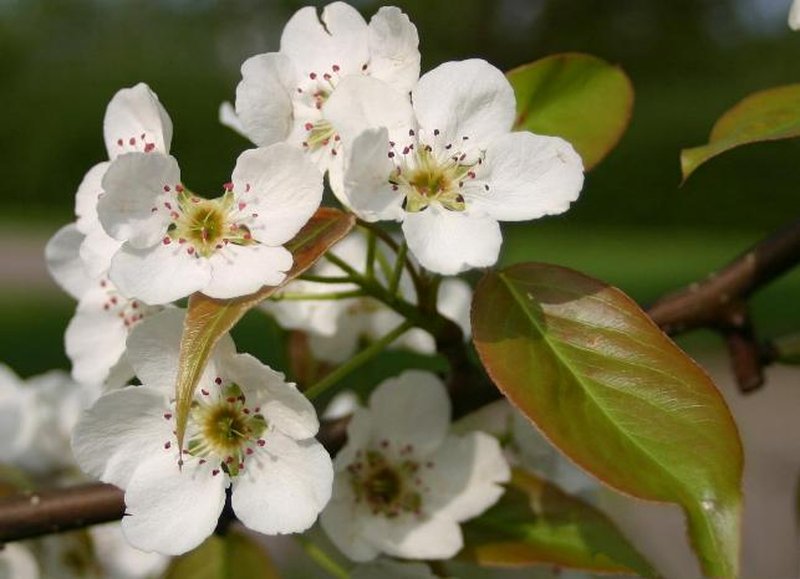 Chinese Pear