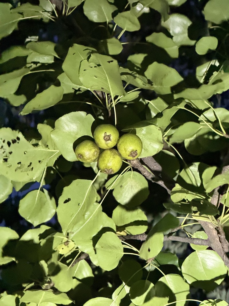 Pyrus ussuriensis var. ussuriensis