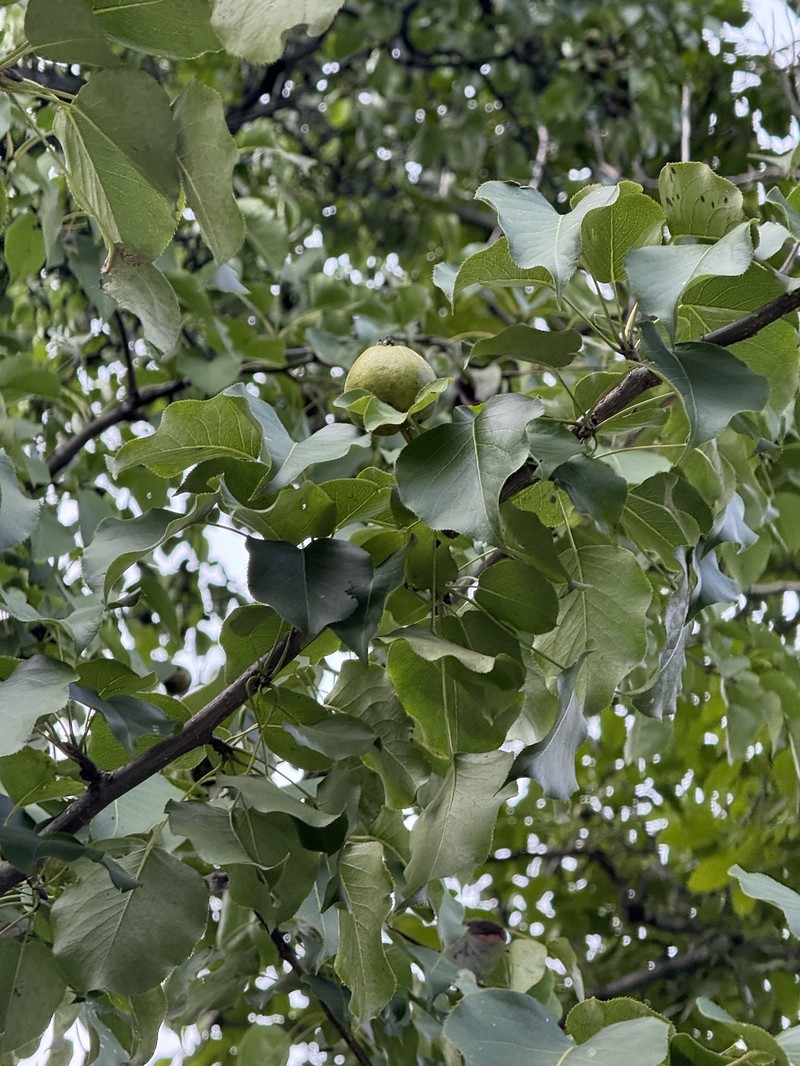 Pyrus ussuriensis var. ussuriensis photo 2