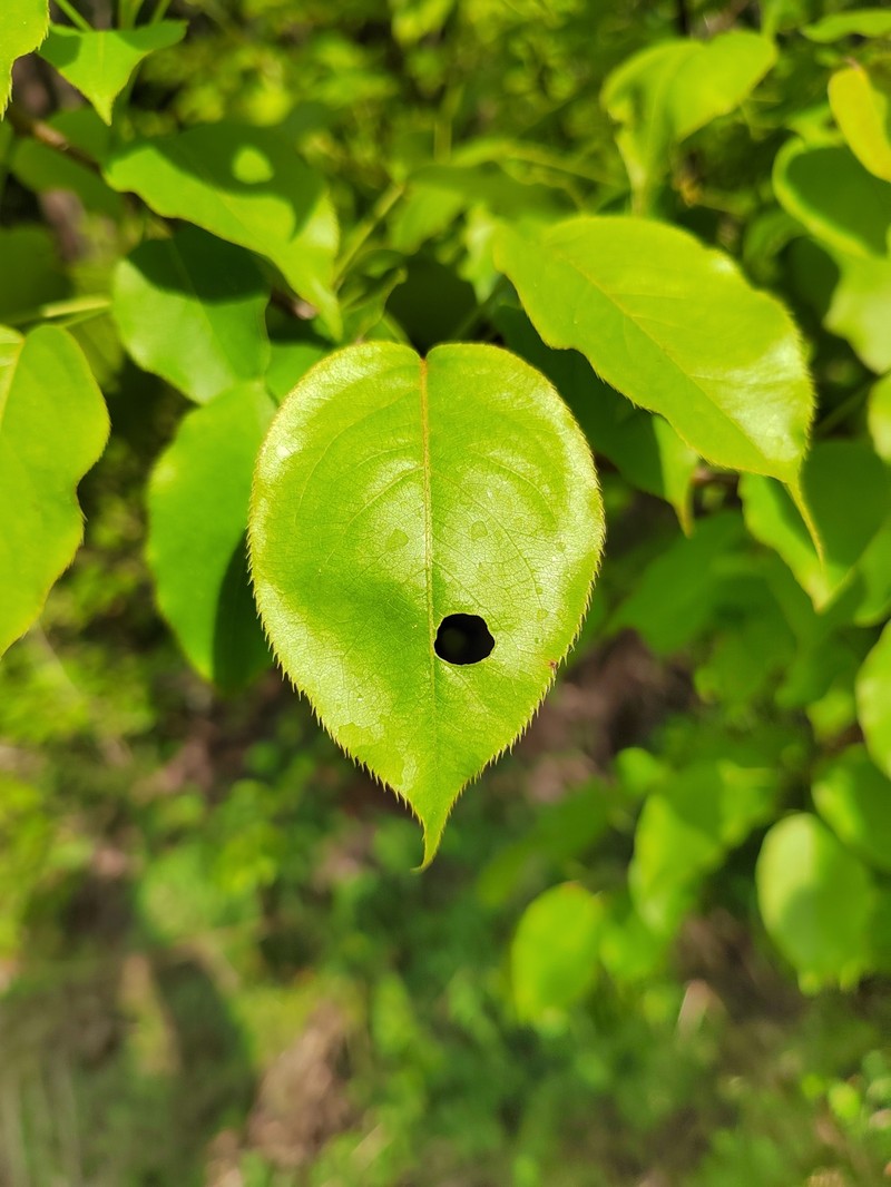 Pyrus ussuriensis var. ussuriensis photo 3