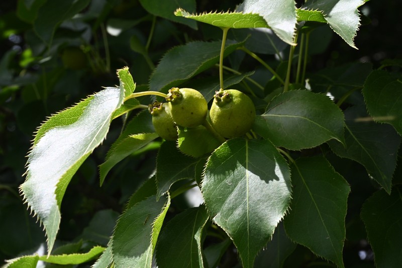 Pyrus ussuriensis var. ussuriensis photo 4