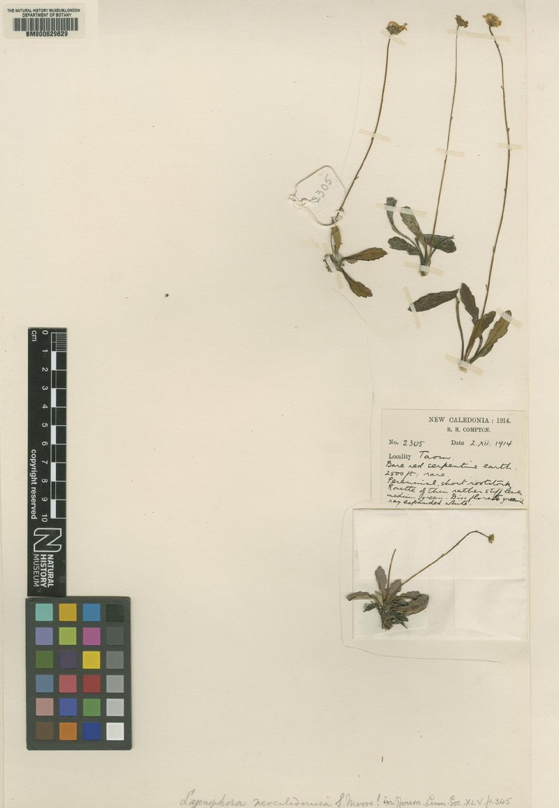 Pytinicarpa comptonii