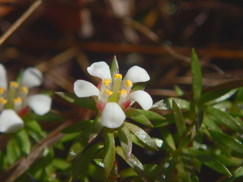 Flowering Pixiemoss photo 3