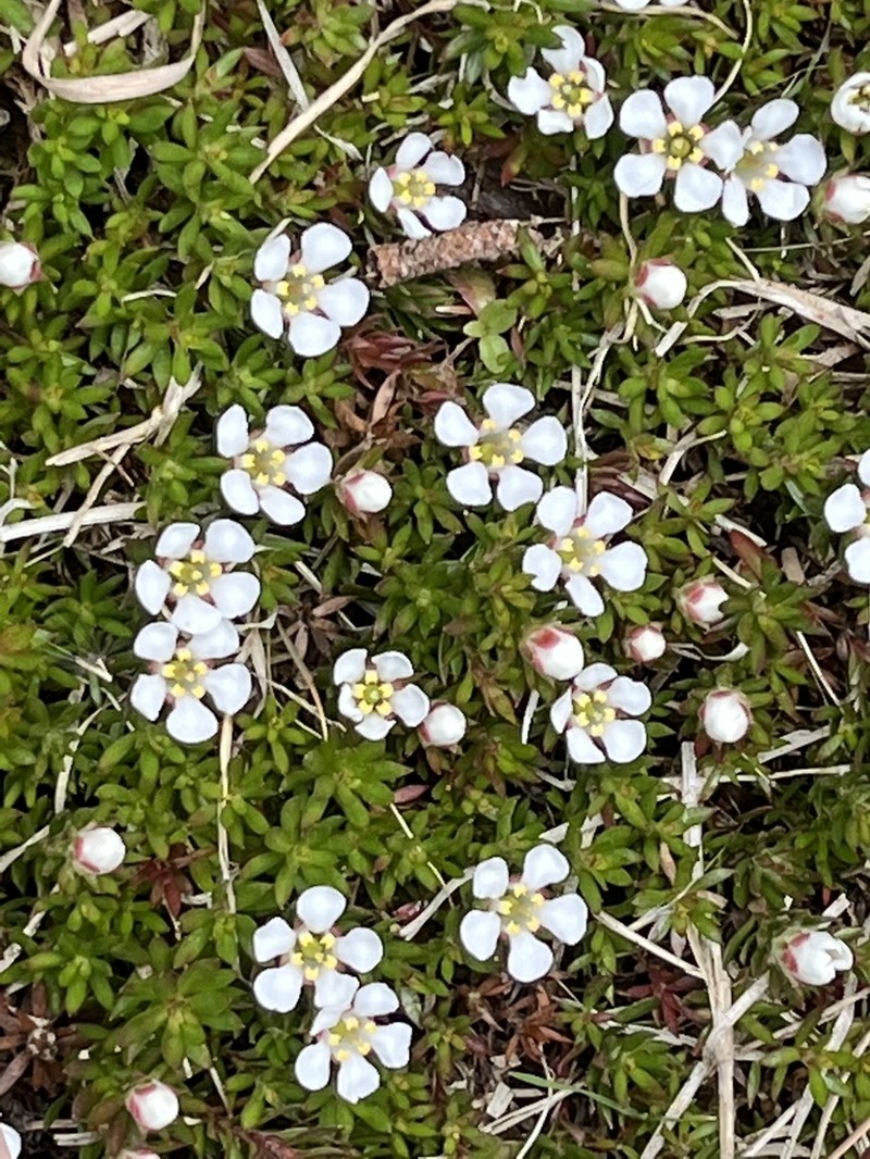 Flowering Pixiemoss photo 5