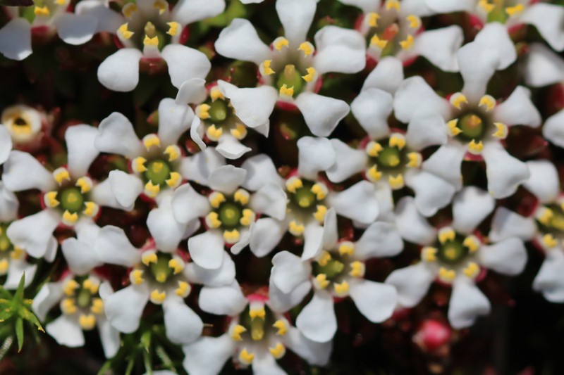Flowering Pixiemoss photo 6