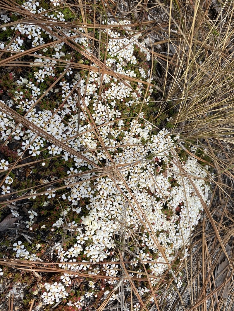 Flowering Pixiemoss photo 7