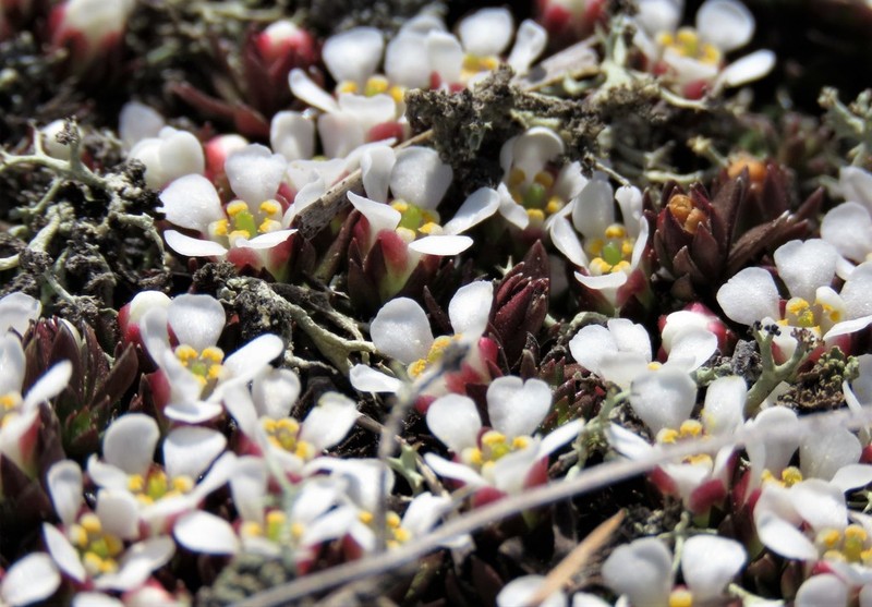 Flowering Pixiemoss photo 8