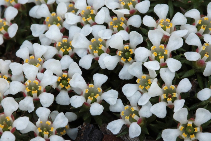 Littleleaf Pixiemoss