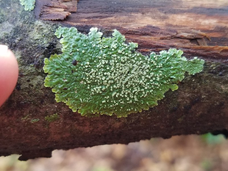 Pyxine Lichen photo 2