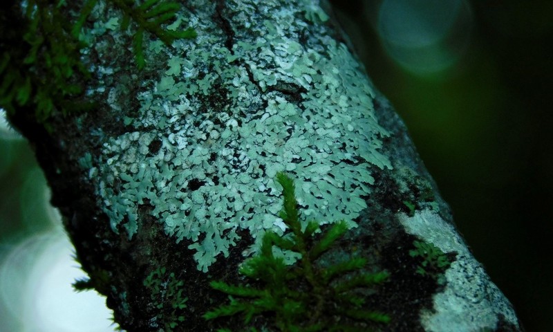 Pyxine Lichen photo 3