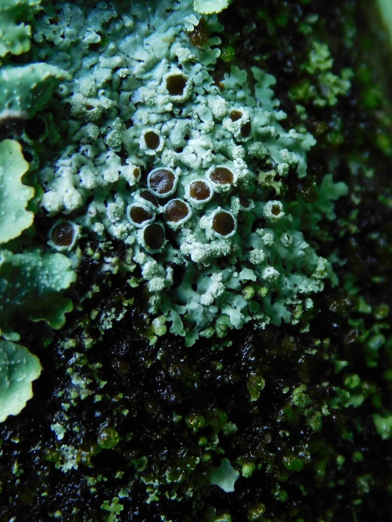 Pyxine Lichen photo 4