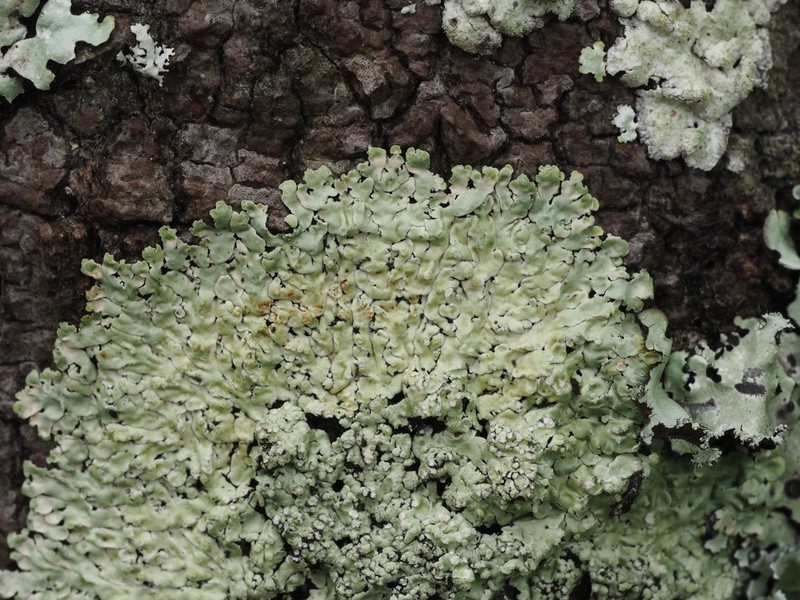 Pyxine Lichen photo 5