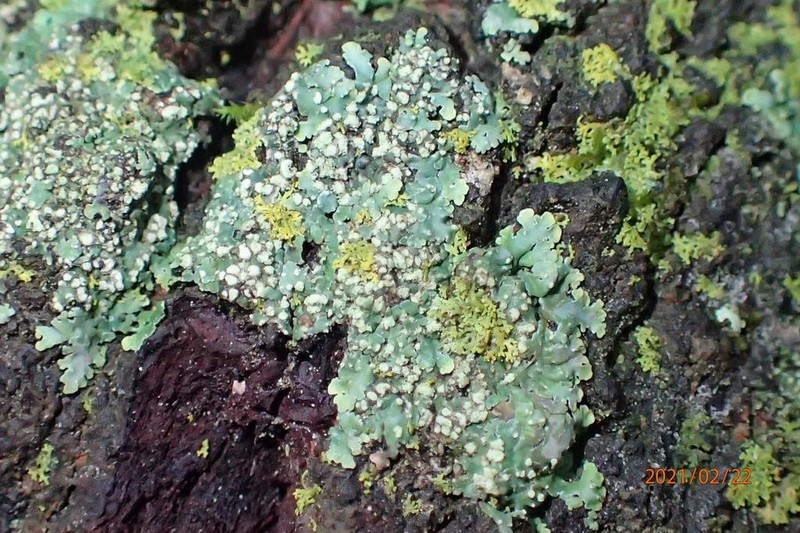 Pyxine Lichen photo 6