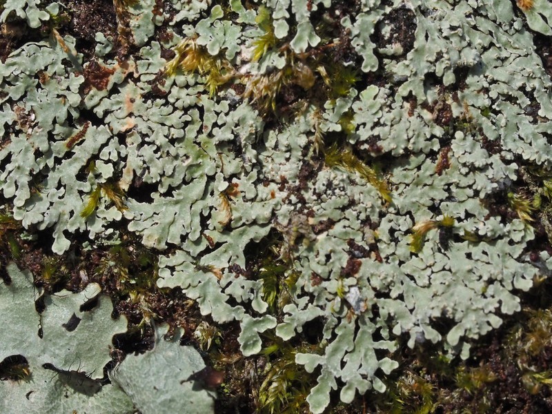 Pyxine Lichen photo 7