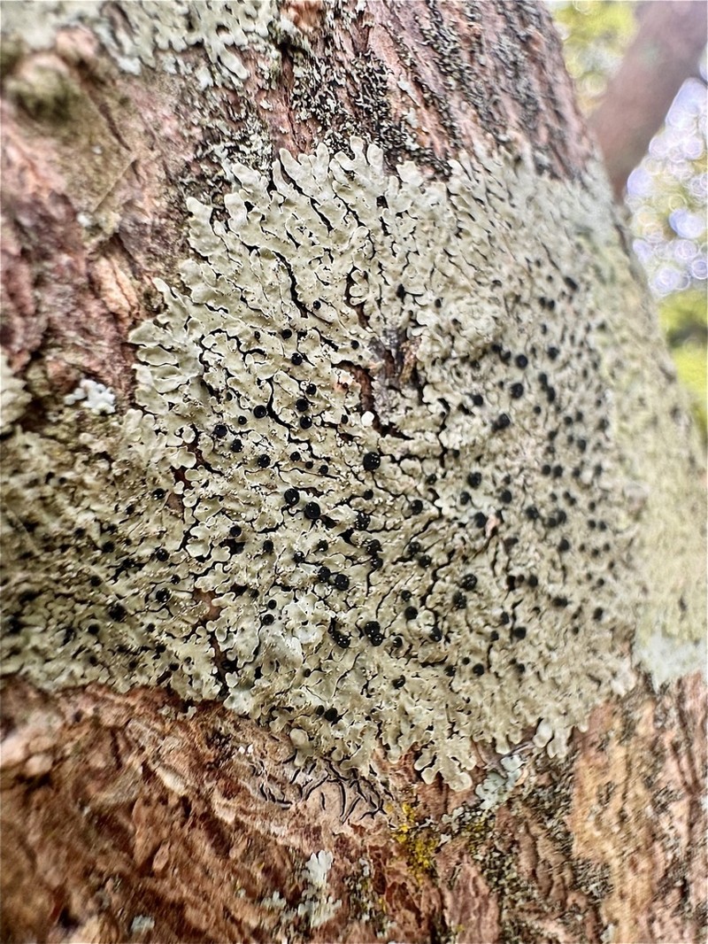Pyxine Lichen