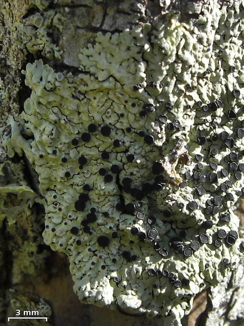 Pyxine Lichen photo 3