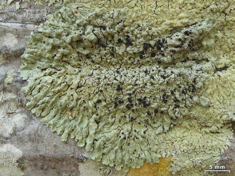 Pyxine Lichen photo 4