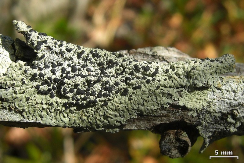 Pyxine Lichen photo 5