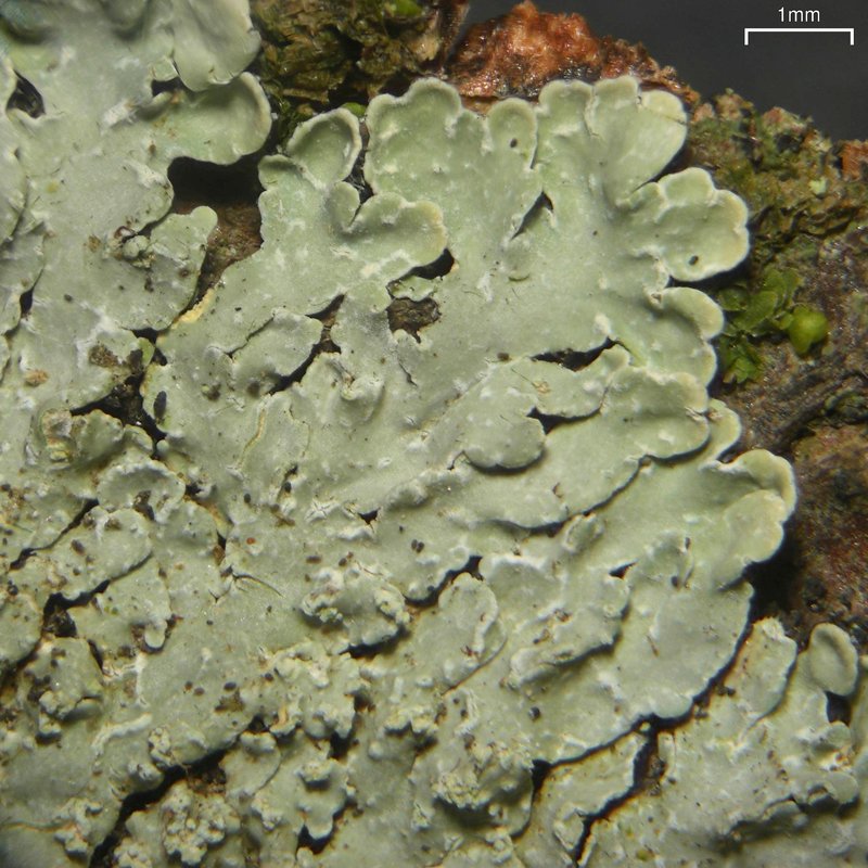 Pyine caesiopruinosa