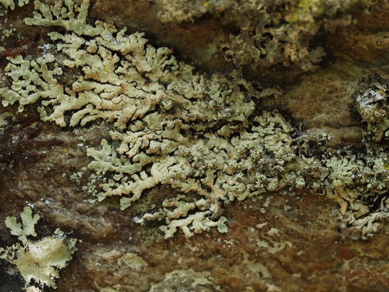 Pyine caesiopruinosa