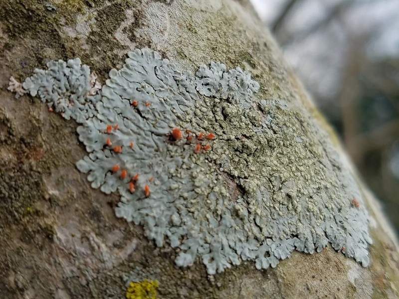 Pyine caesiopruinosa photo 2