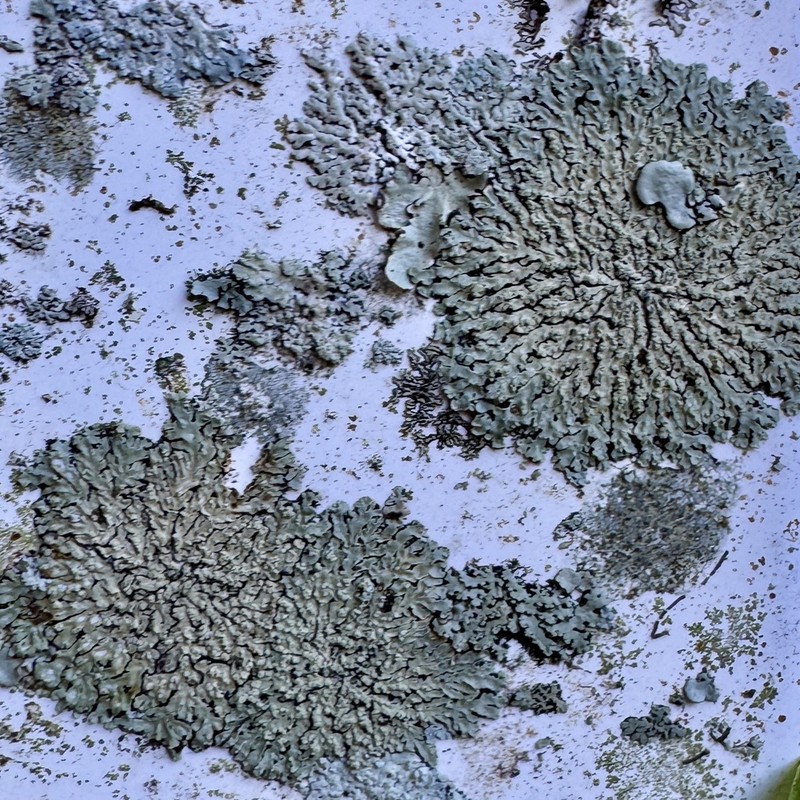 Pyine caesiopruinosa photo 3