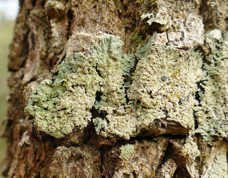 Pyine caesiopruinosa photo 5