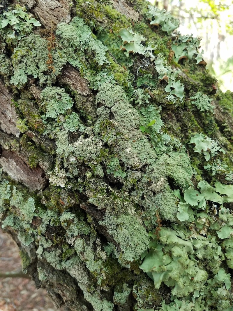 Pyine caesiopruinosa photo 6