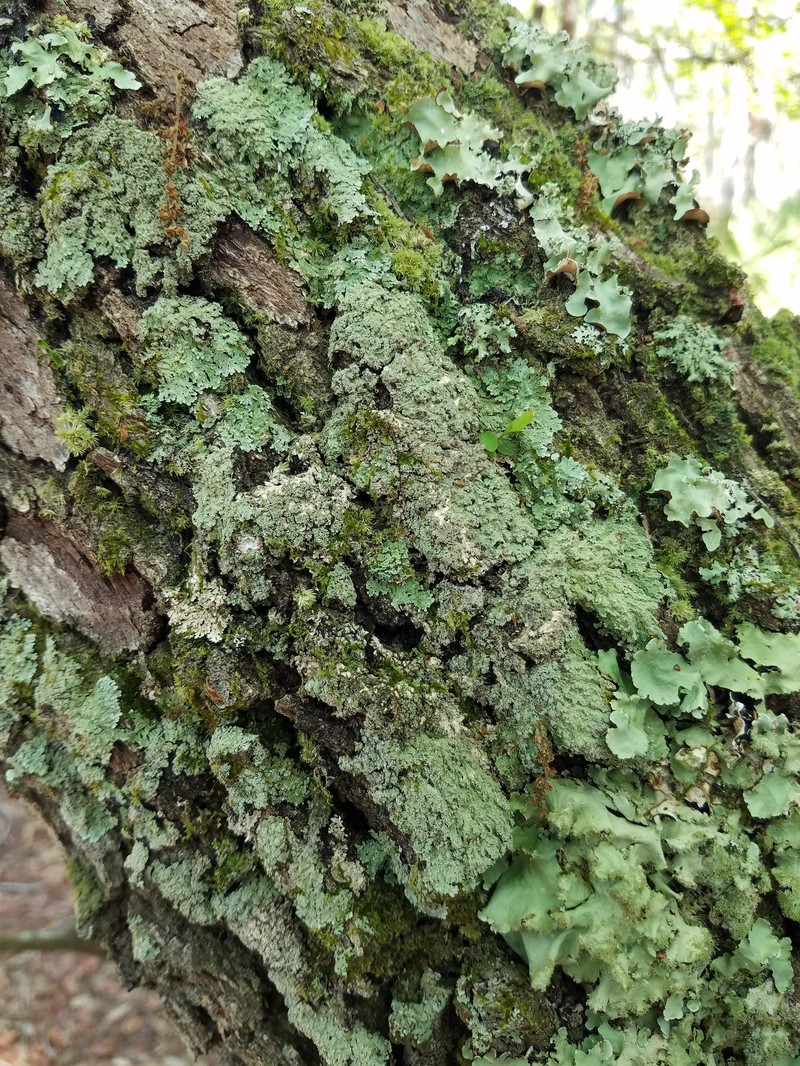 Pyine caesiopruinosa photo 8